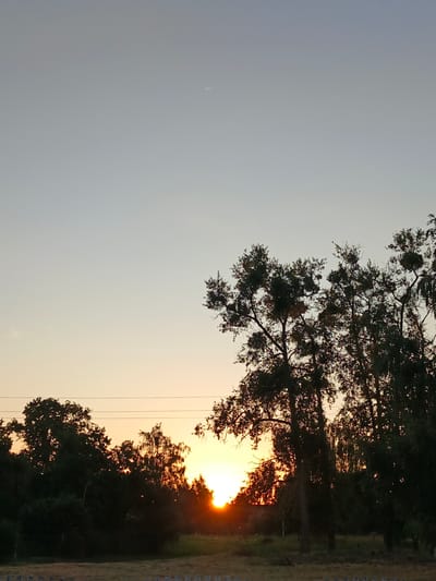 This is a vertical, eye-level, medium shot of a sunset in Parėčča, Belarus. The sky is a gradient of soft blue and pale orange. In the upper portion of the sky, a sliver of the moon is visible. Silhouetted trees with dark green foliage dominate the lower half of the image, with the setting sun creating a vibrant orange glow behind them. The sun itself is partially obscured by the trees, with its rays casting a warm light. A few thin, dark power lines are stretched across the sky above the trees. In the foreground, a blurry wooden fence runs horizontally across the bottom of the frame, with dry grass and some sparse vegetation visible behind it. The scene evokes a sense of tranquility and the beauty of nature at dusk. There is no visible text in the image.