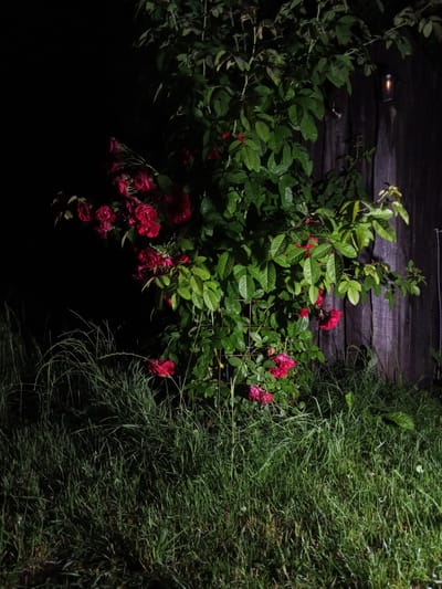 A rose bush with red blooms and green leaves is situated in front of a weathered wooden fence. The grass in the foreground is tall and unkempt. A small outdoor light fixture is visible on the fence, emitting a warm glow. The scene appears to be a garden at night, possibly in the city of Staryy Otrada, Russia.