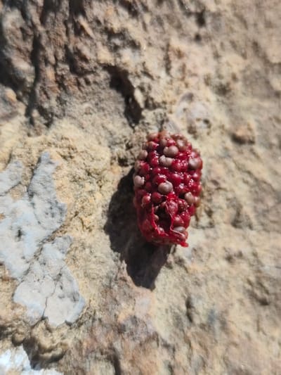 A close-up, high-angle shot shows a single, damaged raspberry resting on a textured, light-brown rocky surface. The raspberry is deep red and appears to have some of its drupelets detached or broken. The rocky surface exhibits variations in color, ranging from light tan to grayish-white, with rough, uneven textures and some visible crevices. The lighting suggests a sunny day, casting a shadow from the raspberry onto the rock. The image provides no information about the city of Şardara, Kazakhstan, or any people, actions, or interactions.