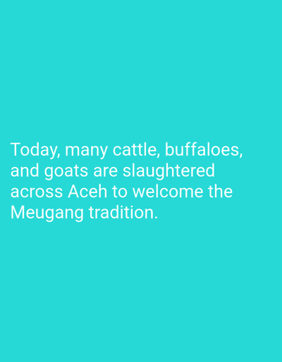 The image is a text overlay on a solid turquoise background. The text states, "Today, many cattle, buffaloes, and goats are slaughtered across Aceh to welcome the Meugang tradition." There is no indication of location in Kutaglumpang, Indonesia, or any other visual elements present.