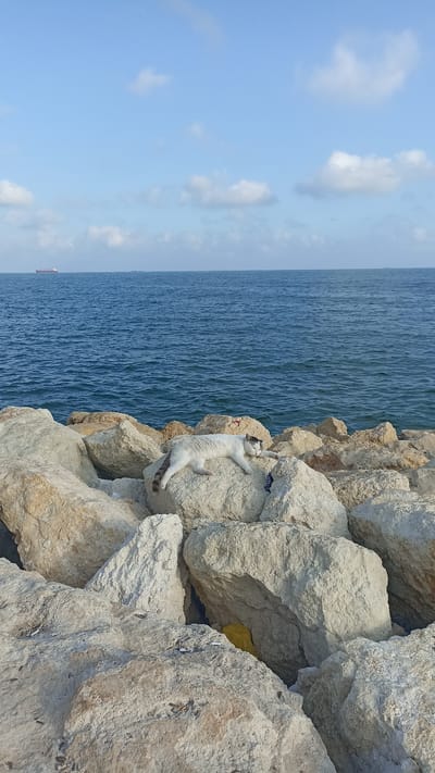 A white and black cat is lying on its side on a large, light-colored rock on a breakwater. The cat is in the middle ground of the image, with the sea in the background. The sea is a deep blue and appears slightly choppy. The sky above is a pale blue with scattered white clouds. In the distance, on the horizon, two cargo ships are visible. The breakwater itself is made up of numerous large, irregularly shaped rocks. A yellow plastic bag is visible tucked between two of the rocks in the lower right portion of the image. The scene appears to be in a coastal area, possibly near Yenişehir, Turkey.