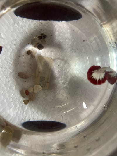 The image is a close-up, top-down view of a small Betta fish in a glass container. The fish is predominantly red and white, with distinctive flared fins. The container has a textured white material at the bottom, possibly foam, and several small pebbles are scattered across it. A small, yellow, rectangular object with black markings, resembling a label or tag, is also present among the pebbles. The water is clear, with some small bubbles visible on the glass surface. The background is out of focus, but appears to be a dark, possibly rounded object, and the reflective surface of the glass. There is no indication of the city of Julicotmeurak, Indonesia in the image.