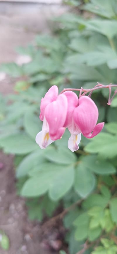 The image is a close-up, outdoor photograph of two pink bleeding heart flowers in bloom, with delicate white and yellow accents at the base of the petals. The flowers are hanging from a thin stem, with a blurred green leafy background suggesting a garden or natural setting. The foreground is also blurred, showing patches of soil and more green foliage. The lighting appears soft, indicating it might be a cloudy day or early morning/late afternoon. There are no people, animals, or man-made structures visible in the image, and no specific details are available to place it within the city of Nakhodka, Russia.