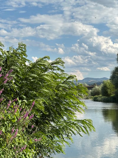 The image depicts a serene natural scene near the city of Buchino, Bulgaria. In the foreground, lush green foliage with clusters of small pink flowers spills into the frame from the left. The leaves are long and feathery, catching the sunlight. To the right of the foliage, a calm river flows, its surface reflecting the cloudy blue sky and the surrounding trees. In the middle ground, a bridge crosses the river, and beyond that, rolling hills are visible in the distance under a partly cloudy sky. A single bird is captured in flight high in the sky. The overall impression is one of peaceful natural beauty.