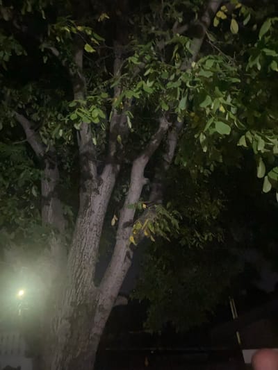 The image captures a close-up view of a large tree trunk and branches at night, likely in Oșlobeni, Romania, given the context. The tree has a rough, textured bark and is covered with green leaves, some of which appear slightly yellowed. The lighting is dim, with a bright, diffused light source emanating from the left side of the frame, possibly a streetlamp or outdoor lighting fixture, casting a glow and some lens flare. The background is dark and indistinct, with shadows obscuring details of the surrounding environment. There are no people or animals clearly visible in the image. The overall scene suggests a natural setting within a residential or public area at night.