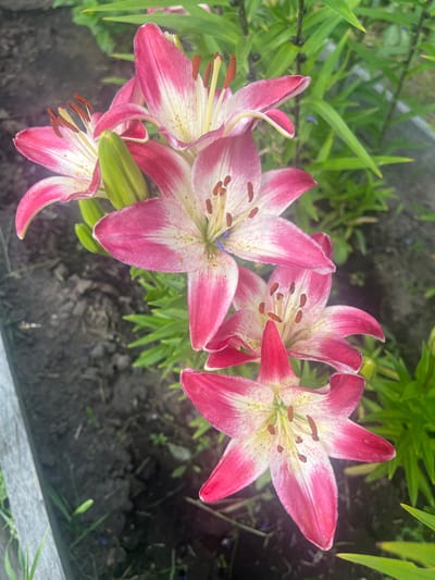 This is a close-up, high-angle, natural light photograph of a cluster of pink and white lilies in a garden setting. The lilies are the primary subjects, with their vibrant petals and prominent stamens in focus. The background consists of green foliage and dark soil, suggesting an outdoor environment. The lighting appears to be natural daylight, likely midday, based on the brightness and lack of harsh shadows. There are no people or text visible in the image. The scene evokes a feeling of natural beauty and tranquility. The location context of Kovriga, Russia, suggests a temperate climate where these flowers would likely bloom in the summer months.