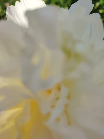The image is a macro photograph of a white flower with yellow accents. The flower petals are soft and blurred, with some areas in sharp focus, revealing delicate textures and veins. The background is a bokeh of green foliage, suggesting an outdoor environment. The lighting is natural, with highlights on the petals indicating sunlight. The image does not contain any people, objects, actions, or interactions that would allow for a description of a scene in Vladimirovka, Russia. The photograph is solely focused on the floral subject.
