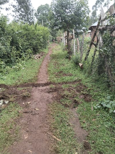 The image captures an unpaved dirt path in Nyansiongo ward, Kenya, extending into the distance under diffused natural light. The path is muddy with evident ground disturbance, including a prominent 'X' shaped churn pattern of mud and grass across its width in the foreground. It is bordered by green grass and dense vegetation. To the left, a thick wall of bushes and small trees forms a continuous green barrier. To the right, a rustic wooden fence made of irregular posts runs parallel to the path. Behind this fence, a partially obscured brown building with a dark roof is visible among trees. A light-colored, cylindrical object, resembling a cut log, rests on the grass near the fence in the mid-ground. Taller trees with dense green canopies populate the background. A single, small, indistinct human figure, appearing to wear pink or red clothing, is faintly visible at the far end of the receding path.
