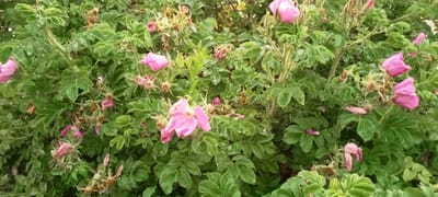 The image shows a close-up view of a rosehip bush in Kirsanov, Russia. The bush is dense with green leaves and has several pink flowers in bloom, along with some dried flower remnants and developing rosehips. The leaves are serrated and appear slightly wet, suggesting recent rain or dew. The stems are covered in sharp thorns. The lighting indicates it is daytime, but the overcast sky or dense foliage makes it difficult to determine the exact time. The overall impression is one of natural growth and the cycle of blooming and fading. There is no visible text in the image.