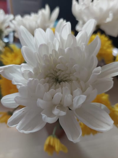 A close-up, slightly angled shot shows a white chrysanthemum flower in the foreground, with its delicate white petals unfurling. Behind it, a blurred background reveals hints of yellow flowers and a dark, indistinct area, possibly a surface or other objects. The image is a still life composition focused on the natural beauty of the flower. The location in Samal, Philippines is not evident from the visual information provided in the image.