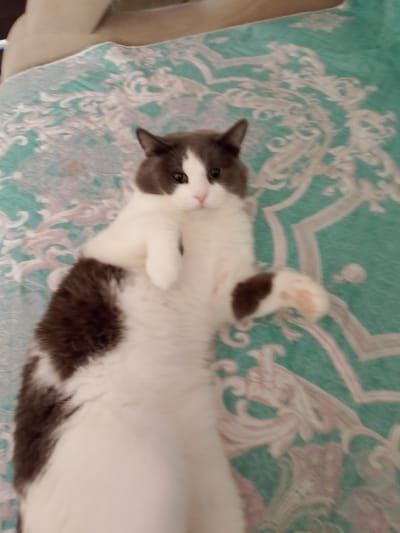 The image shows a fluffy, grey and white cat lying on its back on a bed. The cat is positioned in the center of the frame, with its belly exposed and paws in the air. It has dark grey fur on its head, back, and tail, contrasting with its white chest and belly. The cat's eyes are open and looking towards the camera with a curious expression.
The bed is covered with a teal-colored blanket that features an ornate, light-colored pattern. The pattern consists of swirling, intricate designs that appear to be floral or damask in style. The background is slightly blurred, suggesting the photo was taken indoors with a shallow depth of field.
The lighting in the image appears to be natural, possibly from a window, as there are no harsh shadows. The overall mood of the image is relaxed and comfortable, highlighting the cat's contented state. There is no visible text in the image. The location context of Nefteyugansk, Russia, provides a geographical setting for the image.