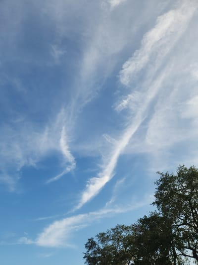 A low-angle, vertical shot captures a clear blue sky filled with wispy, white cirrus clouds. The clouds are scattered across the frame, forming delicate streaks and feathery patterns against the vibrant blue. In the lower right and bottom center of the image, the dark green foliage of trees encroaches on the sky, their branches silhouetted against the bright background. The image appears to be taken in Altamonte Springs, United States of America, with the trees suggesting a natural or park-like setting within the city. There are no people or discernible actions visible in the scene.