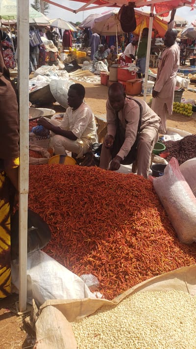 The image depicts an outdoor market scene in Kakuri Gwari, Nigeria. Several people, mostly men dressed in traditional attire, are present. In the foreground, a large pile of dried red chilies is visible, spilling out of a sack. To the right, a sack of light-colored grain, possibly maize or millet, is also displayed. Two men are actively engaged in the market, with one tending to the chilies and another appearing to be a vendor or customer.

The market appears to be bustling, with other stalls and people visible in the background. Umbrellas and awnings suggest a sunny day, and the general atmosphere is that of a busy marketplace. The people's expressions are largely neutral, focused on their activities. The overall setting is dusty and appears to be a typical Nigerian open-air market. No specific time of day can be definitively determined, but the lighting suggests it's daytime. The image is an unadorned snapshot of daily commerce in this location.
