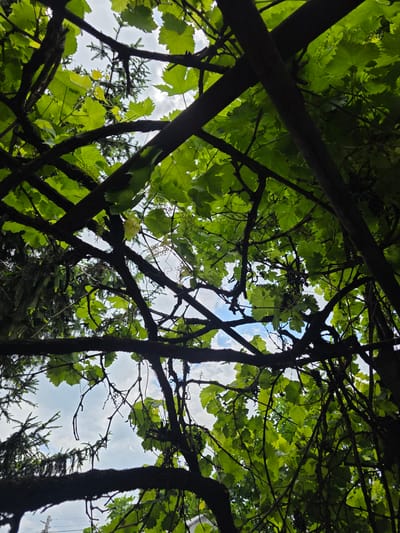 The image, taken from a low angle, shows a dense canopy of grapevines intertwined with tree branches against a backdrop of sky and scattered clouds. The location appears to be outdoor with some branches in the city of Yagodovo, Bulgaria. The foreground is dominated by dark tree branches and the green foliage of the grapevines. Through the gaps in the canopy, patches of blue sky and white clouds are visible. In the lower portion of the frame, a coniferous tree is partially visible amidst the grapevines. The overall impression is one of a natural, overgrown space with a mix of cultivated and wild vegetation.