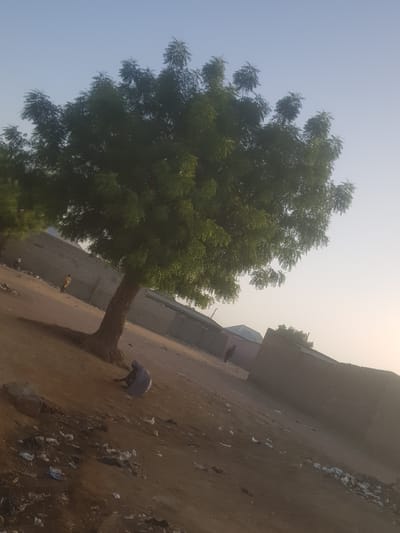 The image, likely taken in Dabawa, Nigeria, shows a dirt area alongside a concrete wall. Litter is scattered across the ground. A large tree with a dense green canopy dominates the left side of the frame. A person wearing dark clothing is bent over near the tree. Another, smaller person is visible further down the street. The sky is light blue, fading to a hazy yellowish color near the horizon. Buildings are visible in the background behind the wall.