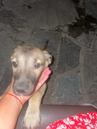 A close-up, eye-level shot shows a person's hand holding a light brown puppy. The puppy's head is in the center of the frame, and its eyes are looking directly at the camera. A thin red string is tied around the person's wrist, which is visible supporting the puppy's head. The background is a stone wall made of large, irregularly shaped gray stones. In the upper right corner of the frame, there is a dark wet stain on the stone wall. Below the puppy and the person's hand, a portion of a brown textured surface, possibly upholstery, is visible, with a red fabric with a white floral pattern in the lower right corner. The lighting is dim, suggesting an outdoor or dimly lit indoor environment. There is no discernible indication of the city of Бәйтерек, Kazakhstan within the image.