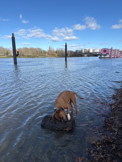 An outdoor daytime scene depicts a short-haired, reddish-brown dog interacting with an object in the shallow water of the River Seine in Clichy, France.

The dog, featuring white markings on its chest and paws and wearing a dark collar with white star patterns, stands in the water. Its front legs are submerged, and its head is lowered, resting its snout on a dark, wet, cylindrical piece of wood partially submerged at the water's edge. The dog's eyes are closed.

In the mid-ground, two dark, cylindrical river markers protrude from the rippled blue-grey water. Towards the right in the background, a large, partially submerged, dilapidated pink floating structure with a black circular emblem is visible. The opposite bank features a dense line of leafless trees, with urban high-rise buildings and a bridge visible further in the distance. The sky is clear blue with scattered white cumulus clouds. The immediate shoreline in the foreground consists of dark mud and scattered organic debris.