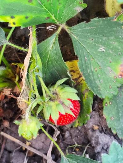 This close-up image shows a strawberry plant with several strawberries in various stages of development. A ripe, red strawberry with visible seeds is prominently featured, surrounded by green leaves and stems. There is also an unripe, green strawberry with small developing berries. The plant is growing in dark, earthy soil, with some dried leaves and debris on the ground. The lighting suggests it is daytime. The image provides no information about the specific location in the city of Ильмино, Russia, beyond the context of it being a strawberry plant.