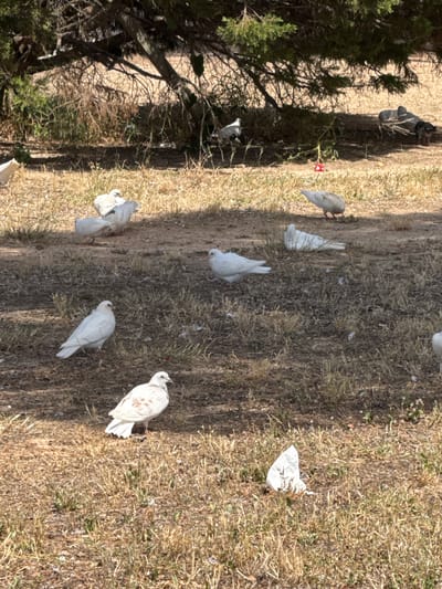 This image shows a flock of white doves scattered across a dry, grassy area with scattered patches of soil and sparse vegetation. The scene appears to be outdoors, possibly in a park or open field, with a large tree on the left side of the frame casting a shadow. One of the doves is perched on a branch of the tree.

Several doves are visible on the ground, some standing and others in a resting or foraging posture. There are also a few white, crumpled pieces of paper or tissue scattered among the grass. The lighting suggests it is daytime, with sunlight casting distinct shadows. The overall impression is one of a natural, somewhat unkempt environment where the birds are at ease. There are no people visible in the image. The location context provided is Gandia, Spain, which suggests a warm, potentially Mediterranean climate given the dry grass. No text is visible in the image.
