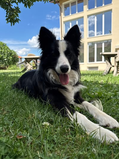 An outdoor, low-angle, medium shot captures a black and white border collie lying in lush green grass on a sunny day. The dog's head is turned towards the viewer, with its mouth open and tongue slightly out, giving it a panting appearance. Its large, pointed ears are erect, and its dark eyes are looking directly ahead. The dog's paws are splayed out in front of it, with the front legs extended. The background features a large, light-yellow building with multiple windows reflecting the blue sky and white clouds. To the left of the building, there is a glimpse of green trees. In the middle ground, between the dog and the building, are two outdoor wooden tables and chairs. The grass in the foreground is well-maintained, with a few small white clover flowers scattered throughout. The sky is a vibrant blue with scattered white clouds, indicating fair weather. The scene is set in an outdoor residential area, likely a yard or garden. The location is identified as Berkovitsa, Bulgaria.