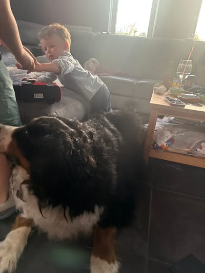 A young child is playing with a red toy truck and an adult on a gray couch indoors, possibly in Baillonville, Belgium. A large Bernese Mountain Dog is lying nearby. A wooden side table is next to the couch. The floor is dark tile. Natural light is coming in from a nearby window. The scene is casual and domestic.