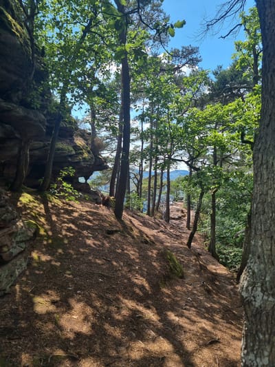 The image depicts a sun-dappled forest path on a slope in the vicinity of Dahn, Germany. Towering trees, predominantly pines and deciduous varieties, flank the path, casting dappled shadows across the needle-strewn ground. To the left, a rugged sandstone cliff face, partially covered in moss, rises steeply. In the distance, through a natural opening in the rock formation, a glimpse of rolling hills and a blue sky with scattered clouds is visible. The path appears to be a hiking trail, indicated by a wooden railing and steps in the mid-ground, leading towards a scenic overlook. The environment is lush and verdant, suggesting a temperate climate during the warmer months. No people are present in the scene.
