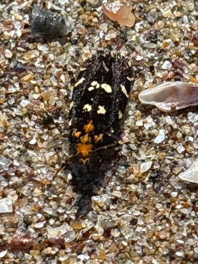 A top-down close-up shot shows a dark-colored insect with bright orange and white markings resting on a sandy beach. The insect has a segmented body and appears to be covered in short, bristly hairs. The sand is composed of small, multicolored grains, interspersed with fragments of seashells and small pebbles. The lighting suggests it is daytime, with the sun casting a subtle shadow to the lower left of the insect. The scene is located on a beach in Rezovo, Bulgaria.