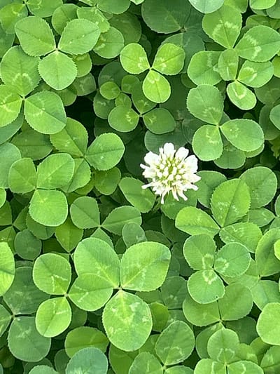 This media file is a close-up, top-down view of a patch of clover. The primary subjects are the numerous green clover leaves, most of which have the characteristic three leaflets, though some appear to have four, suggesting lucky four-leaf clovers might be present. In the center of the frame, a single white clover flower is visible, adding a focal point to the otherwise uniform green. The leaves are lush and vibrant, indicating a healthy growth environment. Some leaves have lighter green markings or patterns. The scene is likely an outdoor setting, possibly a lawn, field, or garden, given the abundance of clover. There are no people, animals, or man-made objects visible. The lighting suggests it is daytime, with diffused light that highlights the textures and colors of the clover without harsh shadows. The overall impression is one of nature's simplicity and abundance. No text is visible in the image.