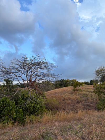 The image depicts a natural landscape with a rolling grassy hill under a cloudy sky. A large, bare-branched tree stands prominently in the left foreground, with lush green foliage and dry, brown grasses visible on the slopes. The sky is a mix of blue patches and heavy gray clouds, suggesting an overcast or approaching storm. In the far distance, a thin black silhouette, possibly a bird, is visible against the clouds. The scene appears to be in a rural or undeveloped area, characterized by vegetation and open space. The location is identified as Kubutambahan, Indonesia.