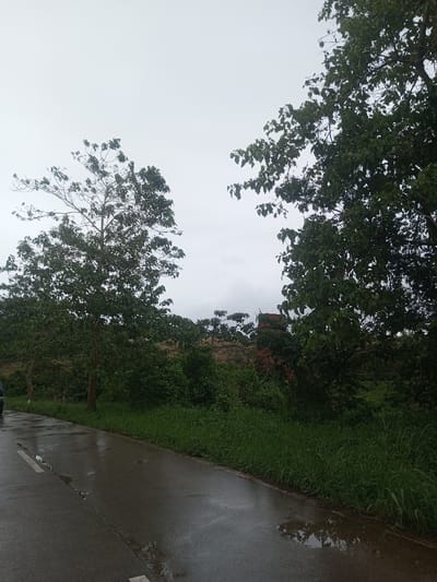 The scene is located in Babaliya Mal., India. A wet, paved road with a white dashed line marker occupies the lower left portion of the frame. A dark vehicle is partially visible on the far left edge, behind a tree with green foliage. The road's right edge abuts a strip of tall green grass. Beyond the grass, dense green foliage and a larger tree occupy the right side of the frame. In the background, a light-colored earthen slope or wall is visible through the tree line, with reddish-brown structural elements or earth to the right. The sky is uniformly overcast. No individuals are present in the image.