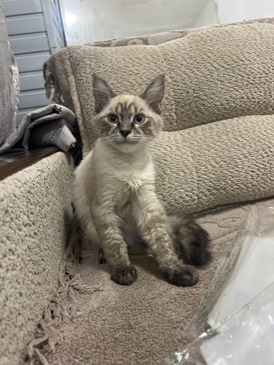 A siamese cat sits on a beige sofa in what appears to be a home interior. The cat is light brown and cream colored with darker brown markings on its ears, face, and tail. It is looking directly at the camera. The sofa has a textured, plush fabric and is covered with a slightly lighter colored throw blanket. To the left of the cat, a grey folded blanket is visible. To the right of the cat, a clear plastic package with a green border is present. The background shows a light-colored wall with horizontal lines, possibly a window or closet door. The image does not provide any specific information that can be used to determine its location in the city of Almalyk, Uzbekistan.