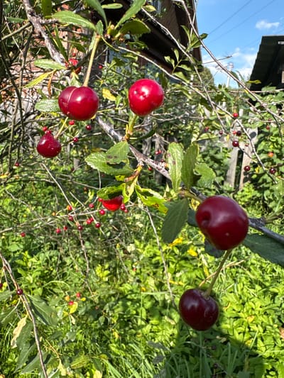 The image captures a close-up view of a cherry tree laden with ripe, dark red cherries. Several branches are visible, laden with leaves and fruit. The cherries are in various stages of ripeness and cluster on thin stems. Some cherries are a brighter red, while others are a deep crimson. The background shows a lush green garden with tall grass and other foliage, hinting at a rural or semi-rural setting. In the distance, parts of a wooden structure, possibly a fence and a building with a dark roof, are visible. The sky above is a clear blue with some white clouds, indicating a sunny day. A thin power line stretches across the upper portion of the frame. The overall impression is one of abundance and natural beauty. The location is stated to beВетлужский, Russia. There are no people or animals visible in the image.