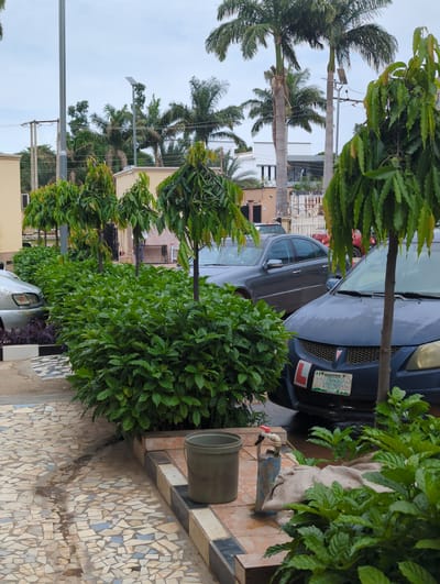 The image depicts a residential street scene in Unguwar Sarki, Nigeria, characterized by lush green vegetation and parked vehicles. In the foreground, a tiled pathway with a mosaic pattern leads past a row of neatly trimmed green bushes and several ornamental trees. A grey bucket and a water tap with a red handle are visible on the pathway, suggesting recent watering or cleaning.

Two cars are parked on the street. The car closest to the viewer is a dark blue hatchback with a green license plate that reads "KADUNA DRA-238MG". A red "L" plate, commonly used by learner drivers, is affixed to the front of the car. Behind it, a grey sedan is partially visible.

In the background, tall palm trees and other tropical foliage are prominent, indicating a warm climate. Buildings with light-colored walls and white trim can be seen behind the trees. Electrical poles and wires are also present, typical of urban infrastructure. The sky is overcast, suggesting a cloudy day. The scene appears peaceful and well-maintained, with a focus on landscaping and residential elements.