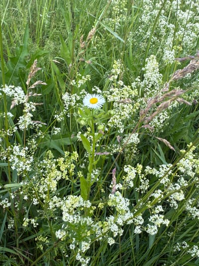 The image depicts a close-up view of a meadow in the village of Kuriany, Ukraine. The foreground is dominated by various wildflowers and grasses. A single white daisy with a yellow center stands prominently in the center of the frame, surrounded by clusters of small white flowers and blades of green grass. Some dried stalks of grain are also visible amongst the foliage. The background is filled with lush green vegetation, suggesting an outdoor, natural environment. There are no people or animals visible in the image, nor are there any man-made structures. The lighting suggests it is daytime.