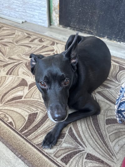An all-black dog with white fur on its muzzle lies on a patterned rug. The dog's head is turned towards the camera, with its ears perked up. In the background, there is a grey wall and a black surface. The scene appears to be indoors, possibly near an entrance or doorway, given the flooring and wall textures. The image does not provide enough information to determine the specific location within the city of Lipetsk, Russia.