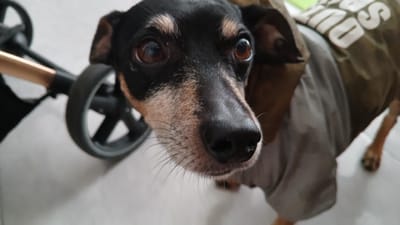An extreme close-up shot captures a Miniature Pinscher dog wearing a light gray garment with a dark green vest over its back. The dog's head is angled toward the camera, with its brown eyes wide and alert. Its black nose is wet, and its whiskers are visible. The dog is positioned to the left of a stroller, with one of the stroller's wheels visible in the background. The scene appears to be indoors, on a light-colored tiled floor. The lighting suggests a well-lit environment, possibly during the daytime.