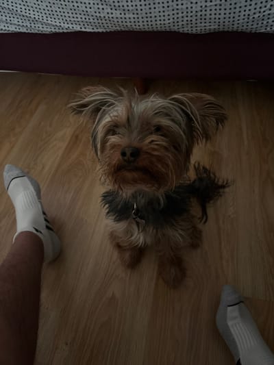 The image displays an indoor scene featuring a small Yorkshire Terrier dog and the lower extremities of a person. The dog, with medium-length brown, black, and gray fur, is positioned centrally, sitting on a light-colored wooden floor and looking upwards towards the camera. It wears a dark collar with a silver tag. To the left and right foreground, the person's legs and feet are visible, clad in white ankle socks with black stripes (likely Adidas branding on the left sock). The person's left leg is slightly extended. The background shows the bottom edge of a bed, including a dark red or maroon bed frame and a comforter with a white and dark gray or black small square grid pattern. The lighting suggests an ambient indoor setting. The specific location within León, Mexico, cannot be determined from the visual information provided.