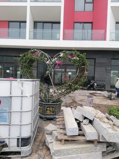 This image captures an outdoor scene in Bai Chay Ward, Vietnam, depicting a modern building facade with ongoing construction or landscaping in the foreground. The multi-story building features a dark grey ground floor with large glass entrances, while the upper floors are predominantly white with sections of bright red cladding. Clear glass railings front the balconies.
In the mid-ground, a large, heart-shaped metal arch stands prominently, adorned with lush green vines and blooming pink and white bougainvillea flowers. This decorative arch is planted in an ornate black and gold hexagonal pot. Inside the arch, a worker wearing a green helmet, dark jacket, and jeans is seen holding a long stick or tool, appearing to tend to the plant or the surrounding area.
To the left foreground, a large white Intermediate Bulk Container (IBC) with a metal cage is visible, suggesting a water supply for the site. On the right, a pile of light grey granite blocks, possibly curb or paver stones, rests on a wooden pallet. Other construction materials such as a red-pink paint bucket, sandbags, and a wheelbarrow are scattered on the dirt ground. A black motorcycle is parked near one of the building's entrances on the right. Another worker is partially visible on the far right, near the wheelbarrow.
The ground is unpaved, dusty, and uneven, indicating active work. The scene is brightly lit, suggesting daytime. Visible text on the building facade includes "M735" and "SƠN HOÀNG PLAZA." A "CAS" logo is also discernible on a glass door.