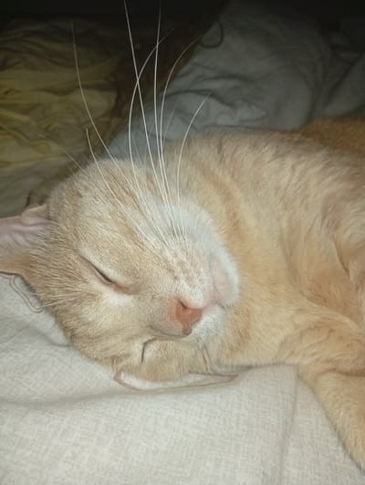 A close-up, eye-level shot shows an orange tabby cat sleeping on a textured, light-colored blanket. The cat is curled up, facing left, with its eyes closed and whiskers fanned out. Its fur is a light orange hue with faint tabby markings. The background consists of soft, out-of-focus bedding in shades of beige and brown. The lighting is dim, suggesting an indoor environment, likely a bedroom. The image does not provide any specific visual cues that would allow for the identification of its location within the city of Civitanova Marche, Italy.