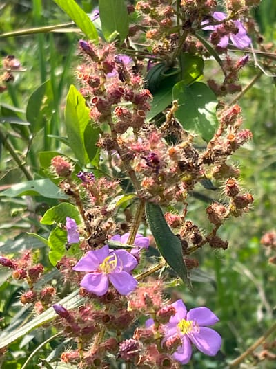 A close-up photograph depicts a flowering plant in Logba Adzakoe, Ghana. The plant features several open five-petaled, light purple flowers, each exhibiting prominent yellow stamens in its center. Numerous clusters of reddish-brown, spiky, and hairy structures, identified as undeveloped buds or developing seed capsules, are distributed along the stems. Green, ovate to lanceolate leaves with visible venation are interspersed among the floral components. The scene is illuminated by natural sunlight, with an out-of-focus green foliage background indicating an outdoor, natural environment. No people, animals, or specific objects beyond the plant are discernible.
