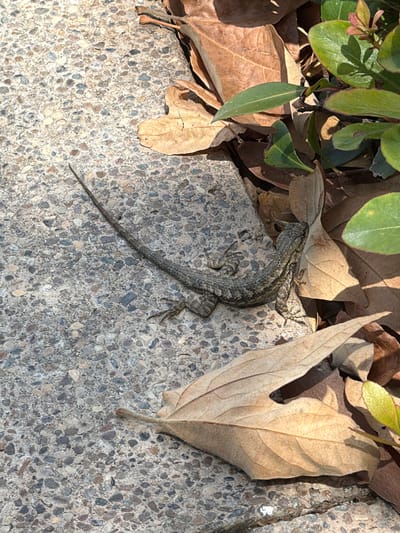 The image shows a small, gray-brown lizard basking on a textured concrete surface. The lizard is positioned in the center of the frame, with its body oriented diagonally from the bottom left to the top right. Its scales are finely detailed, and its legs are spread out, indicating it is resting or absorbing warmth.
Surrounding the lizard are fallen leaves, some appearing dry and brown, while others are green and appear to be part of a nearby bush or plant. The concrete surface is composed of small, multicolored pebbles embedded in a gray matrix, creating a rough texture. A large, dry leaf with distinct venation is prominently featured to the right of the lizard.
The lighting suggests it is daytime, with sunlight casting shadows. The overall scene evokes a natural, outdoor setting, possibly a garden path, sidewalk, or park in Irvine, United States. There is no visible text in the image. The mood is peaceful and observational, capturing a moment of stillness in nature.