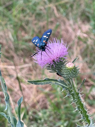 A close-up, eye-level, vertical shot captures a blue butterfly with white and orange spots resting on a purple thistle flower. The butterfly's wings are spread, and its body is angled towards the right. The thistle flower is in full bloom, with delicate, spiky petals and a spiky green bud to its right. The stem of the thistle is covered in sharp white spines. In the background, out-of-focus dry grass and foliage create a natural, outdoor setting. The image appears to be taken in Cahul, Moldova, a city known for its natural beauty and flora. There are no people or artificial structures visible in the frame, suggesting an uncultivated or natural landscape. The lighting is soft, indicating it might be overcast or late in the day.