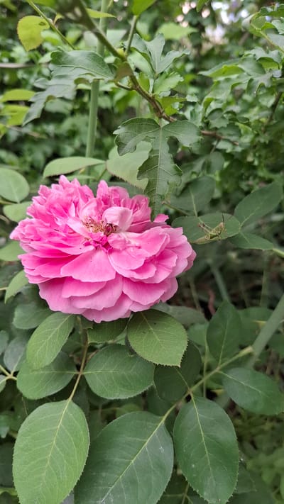 A close-up, vertical shot captures a vibrant pink rose in full bloom, its petals layered and ruffled. The rose is surrounded by lush green foliage, with some leaves in sharp focus and others blurred in the background. To the right of the rose, a small green grasshopper is perched on a leaf, its body angled towards the flower. The scene appears to be outdoors, likely in a garden or natural setting within Шұбарсу, Kazakhstan, given the floral and insect elements. The lighting is soft, suggesting it might be overcast or late afternoon. There are no people or man-made structures visible in the frame.