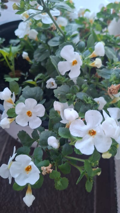 A close-up, high-angle shot shows a pot of blooming white flowers with yellow centers, likely a variety of lobelia or bacopa, with green foliage. The flowers are delicate and trumpet-shaped, with some buds visible. The background is a dark, blurred surface, possibly a wall or pavement. The image does not provide any specific information about the location in the city of Stowbtsy, Belarus, nor does it show any people, actions, or interactions.