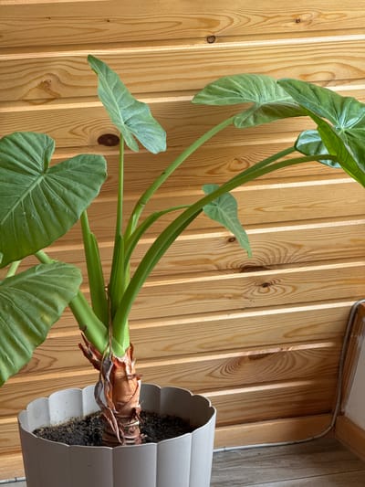 A close-up, high-angle shot shows a large houseplant with green, heart-shaped leaves and thick green stems. The plant is in a light gray, fluted pot, which is filled with dark soil. The plant's base, a large, bulbous corm with dry, brown, papery layers, is visible. The plant is positioned against a background of vertical wooden planks with a visible wood grain. The lighting suggests it is daytime, possibly indoors or on a covered balcony, as there are no direct shadows. The scene is a still, indoor or sheltered outdoor environment. No people are visible, and no text is present. The overall impression is one of a healthy houseplant, possibly an Alocasia, being kept in a domestic setting.