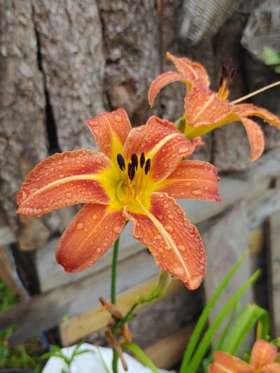 In Prini, India, an orange daylily flower, glistening with water droplets, is the central subject. The flower has six petals with a yellow center and dark stamen. Another partially visible daylily is in the upper right corner. The background features a rough-textured wooden surface, possibly a tree trunk, and a blurred wooden fence with some greenery. The lighting suggests it may be daytime after rain.