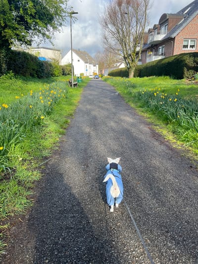 A photograph taken in Würselen, Germany, shows a dog on a leash lying on a paved path. The dog is wearing a blue and white dog coat. To the left and right of the path is green grass interspersed with yellow daffodils. In the background are residential buildings. The sky is overcast.
