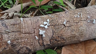 A close-up, eye-level shot captures a section of a fallen tree trunk, textured with dry, cracked bark. The trunk lies horizontally across the frame, positioned slightly below the center. Scattered across the surface of the bark are several small, irregular white growths, resembling fungal or lichen formations. These growths vary in size and shape, some appearing as delicate, wispy tendrils, while others are more clumped and textured.
The background is a blurred depiction of the forest floor, characterized by dry, brown leaves and patches of green foliage. Some thin, green plant stems are visible, emerging from the soil. The lighting suggests an outdoor, natural setting, possibly a forest or wooded area. The scene appears to be a static, environmental snapshot, with no discernible human presence or activity. The overall impression is one of a natural, organic decomposition process occurring in a humid, tropical environment, consistent with the climate of Meunasahdayah, Indonesia.