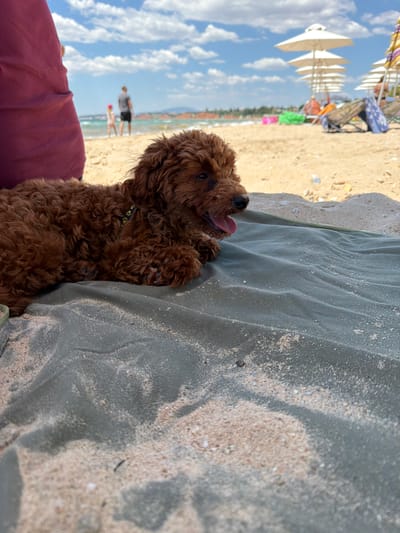 A fluffy, reddish-brown poodle puppy is lying on a green blanket on a sandy beach. The puppy is looking to the right with its mouth open and tongue slightly out. In the background, there are people walking on the beach, beach umbrellas, and the sea. The overall environment is sunny and appears to be a popular beach location, likely in or near Πόρτες, Greece, given the context of the query. The blanket is covered in fine sand.