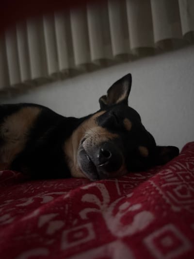 A black and tan dog is sleeping on a red blanket with a white patterned design. The dog's eyes are closed, and its head is resting on its paws. The background of the image is blurred, but it appears to be a wall with vertical blinds. The image is taken indoors, likely in a residential setting. There is no information in the image to suggest its location in Kuklen, Bulgaria.